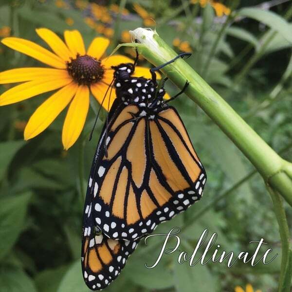 Cover art for Pollinate